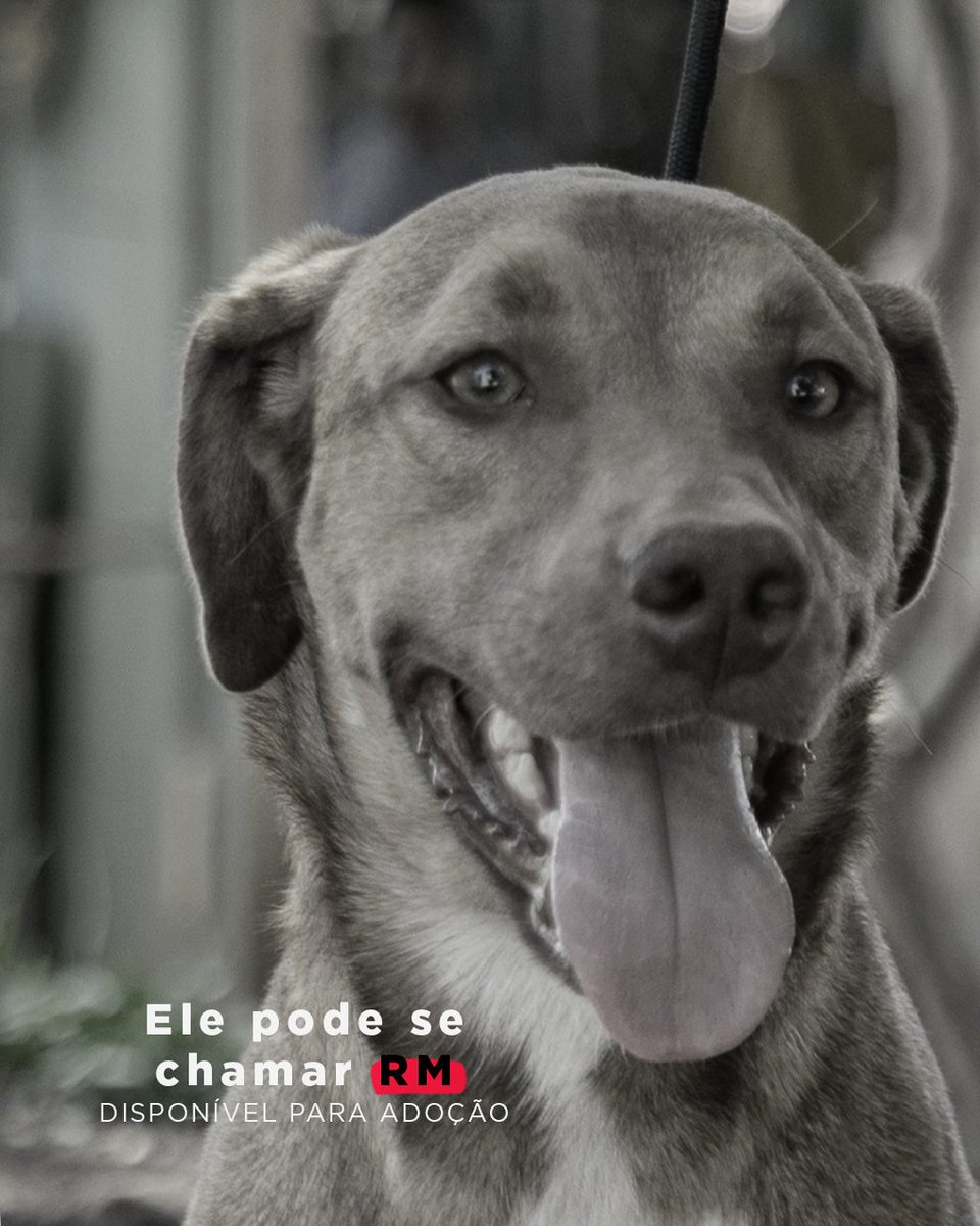 Prefeitura de Canoas tweet media