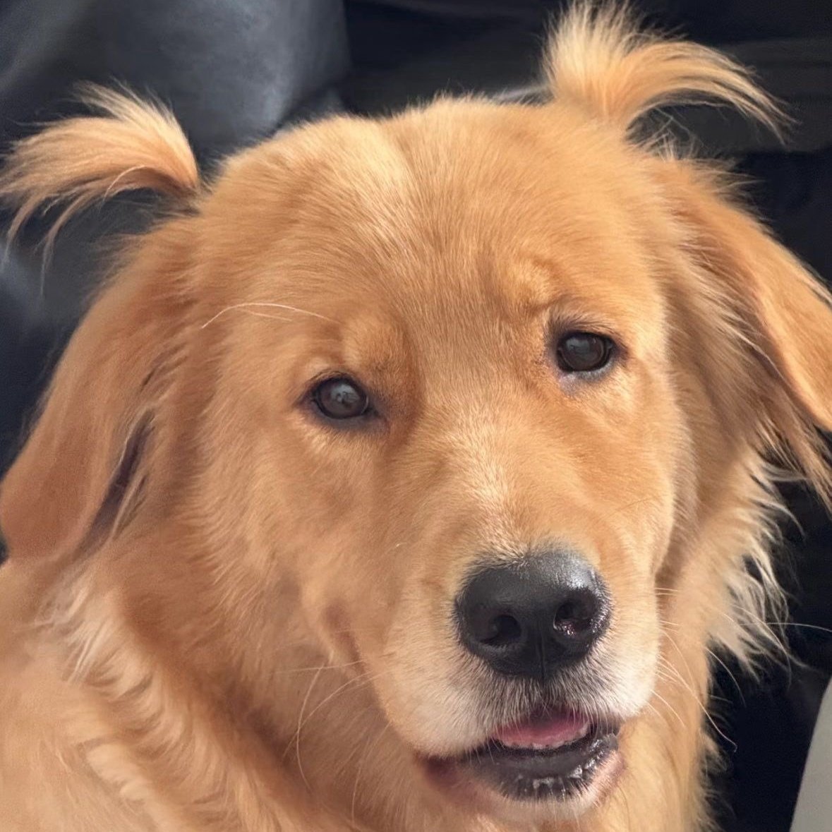 โรโรโนอา ง่ำง่ำ tweet media