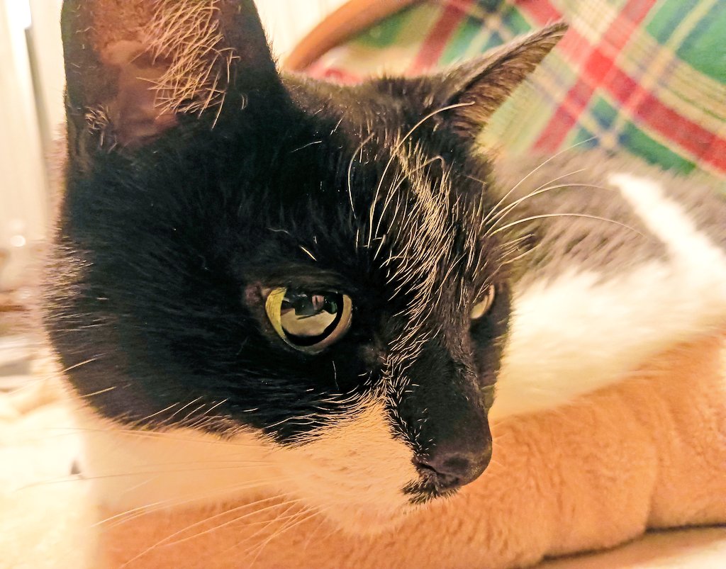 実物結構デブなのにスマホに写すと全然デブに見えない⋯
顔は子猫みたいに小さいのに体は顔10個分ぐらいある
ごはんは三人前くらい食べるのに最近あんま遊んでくれないから動いてないしな〜⋯