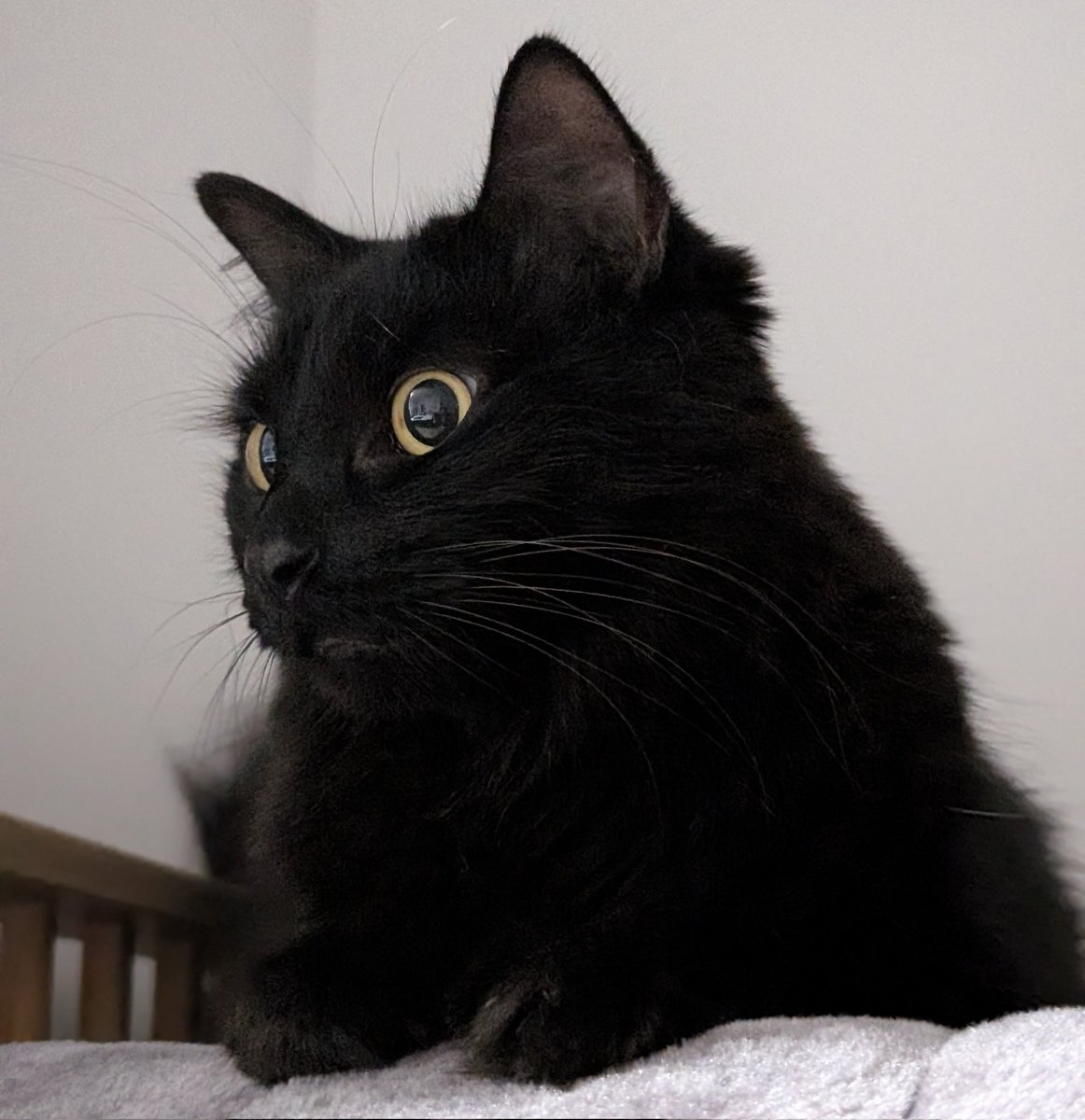 bearmoablackcat's tweet photo. おめめきゅるきゅるモアさん👀🐈‍⬛🌟 https://t.co/ZZ0EMhsSkg
