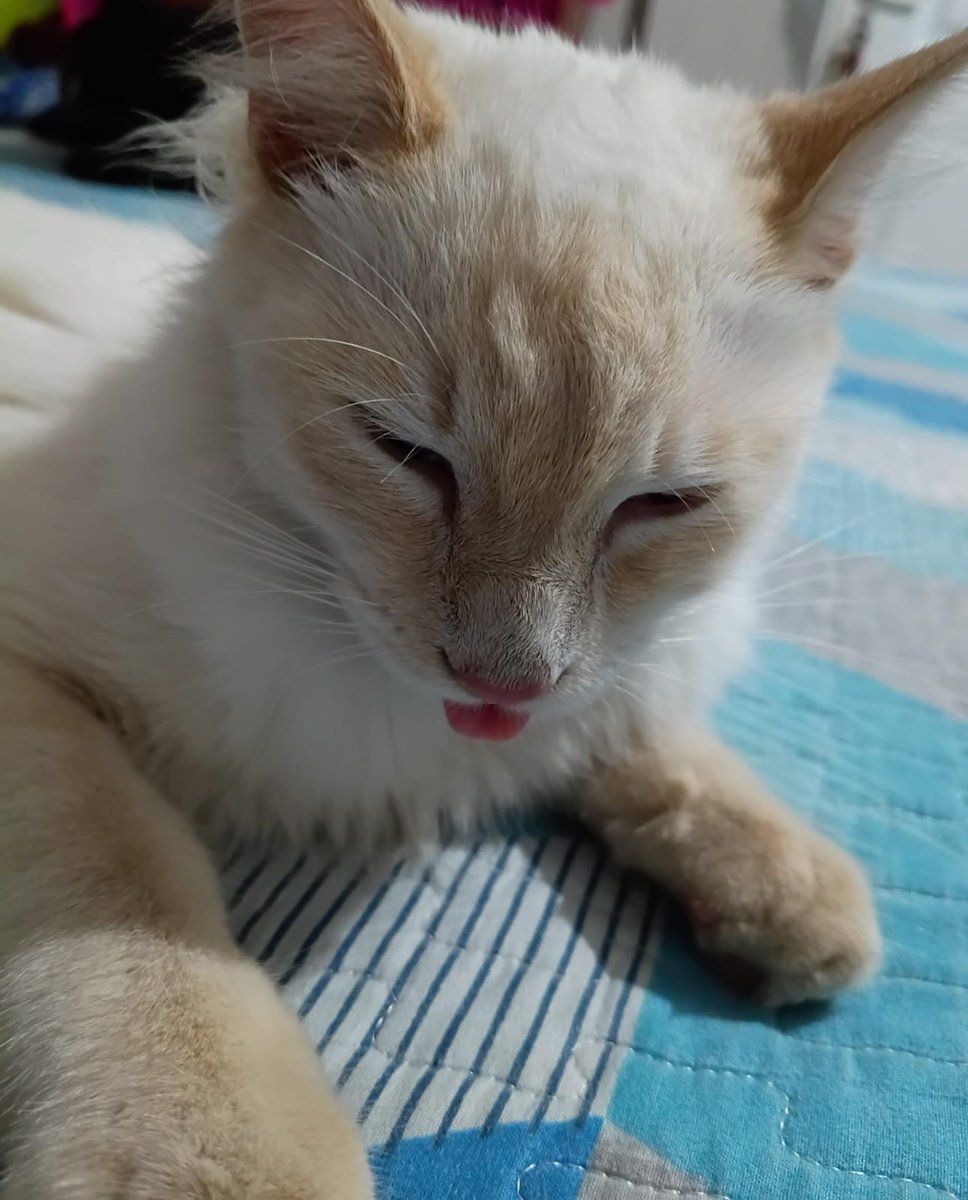 deino pendejo tweet media