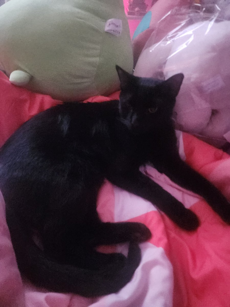 🔪blitz of freaktwt🖤🩸 tweet media