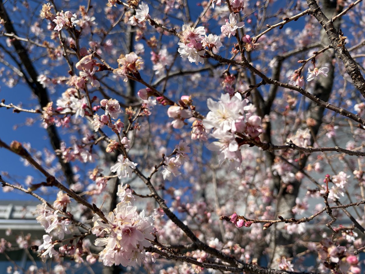 ぬえ🦅 tweet media