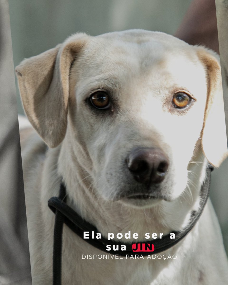 Prefeitura de Canoas tweet media