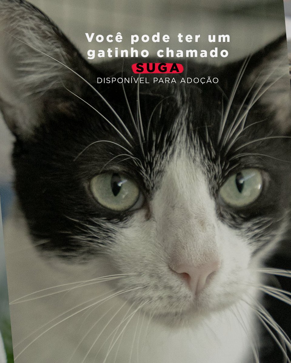 Prefeitura de Canoas tweet media