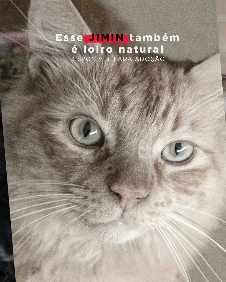 Prefeitura de Canoas tweet media