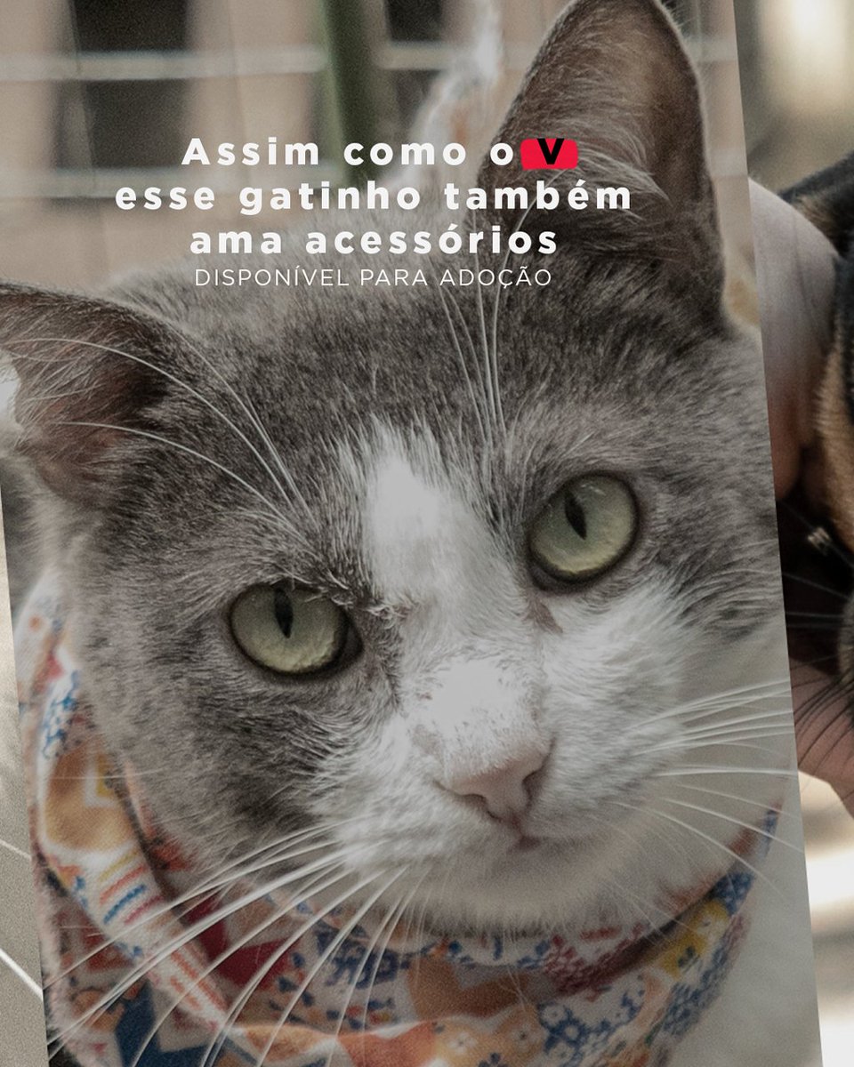 Prefeitura de Canoas tweet media