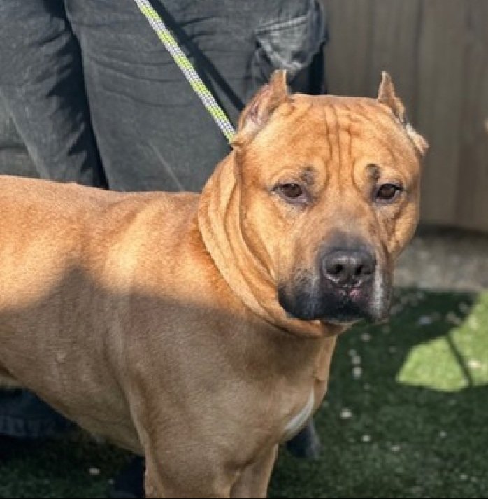 MorgFairsdogs's tweet image. Kovu 249573
Relisted TBK 4/16
#NYCACC #RescueOnly 
He is a 98 lb, handsome 4 yr old
Active, sweet &amp;amp; playful with familiar people
Not faring well in care 
Highly fearful
Owner passed away 
Loves cheese
Needs exp stable home
Save Kovu!
nycacc.app/browse/249573
#Pledge4Rescue #foster