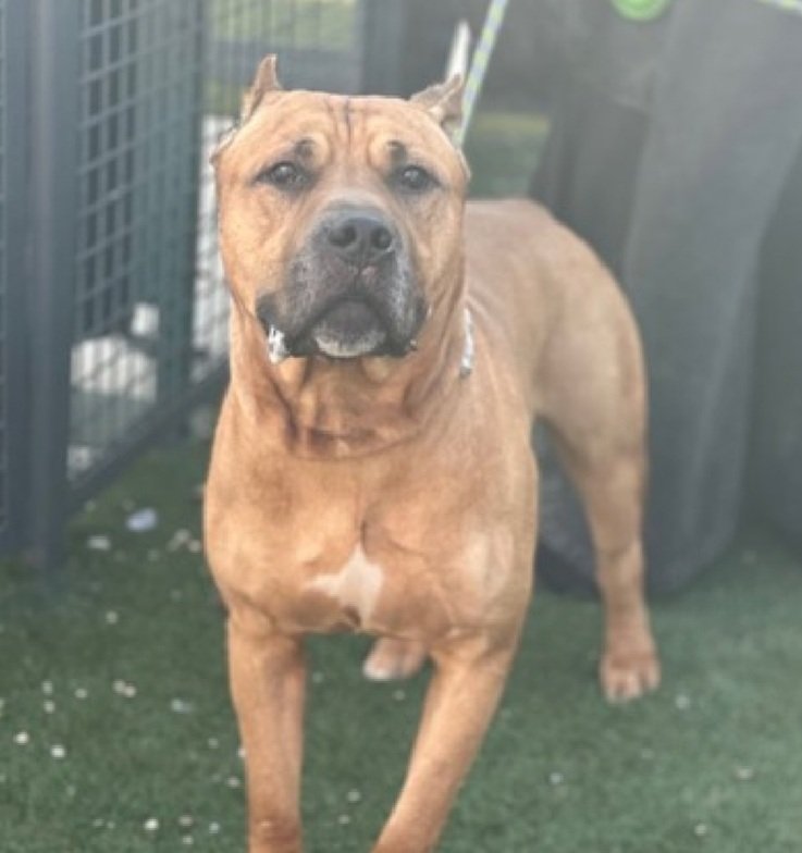 MorgFairsdogs's tweet image. Kovu 249573
Relisted TBK 4/16
#NYCACC #RescueOnly 
He is a 98 lb, handsome 4 yr old
Active, sweet &amp;amp; playful with familiar people
Not faring well in care 
Highly fearful
Owner passed away 
Loves cheese
Needs exp stable home
Save Kovu!
nycacc.app/browse/249573
#Pledge4Rescue #foster
