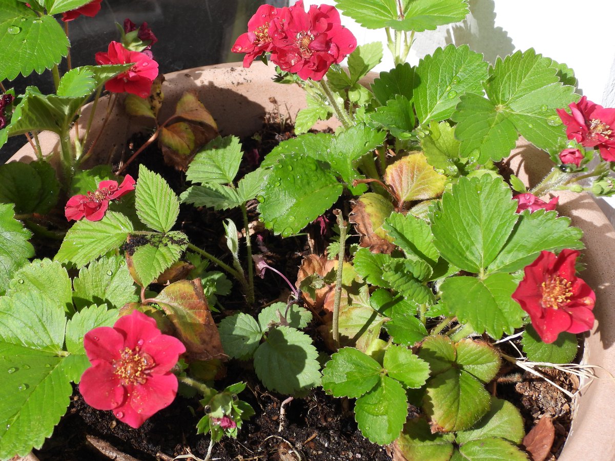 Anjuschka Prenzel tweet media