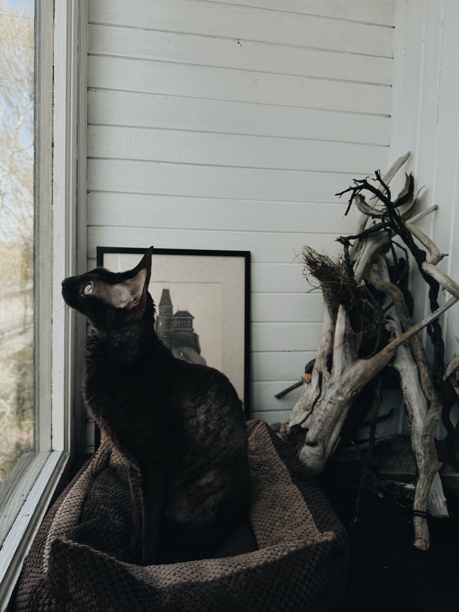 Накидарсі tweet media