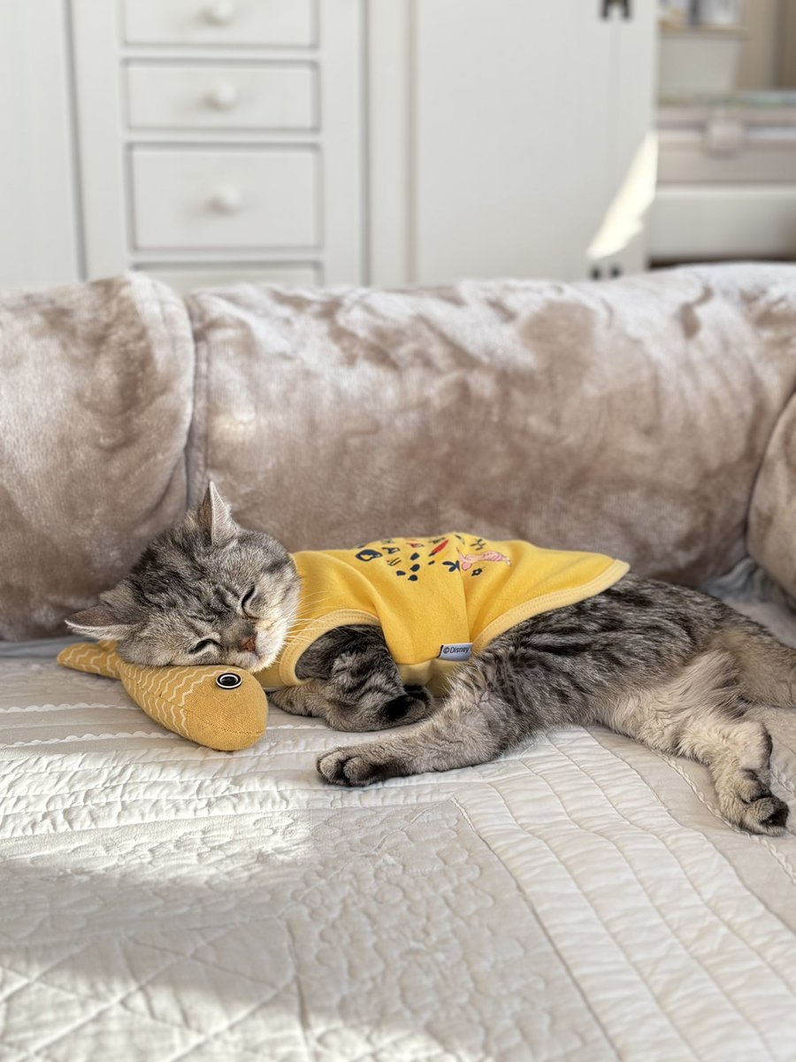 どんぐり tweet media