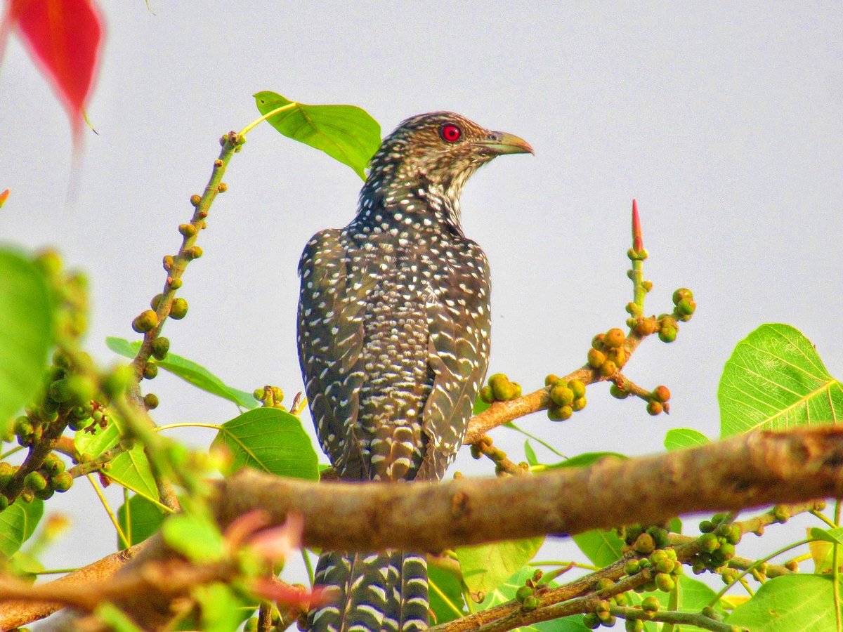 KarulkarSameer's tweet image. Another day, another bird photo ♥️   

Share your bird photographs!

#theme_pic_india_birds