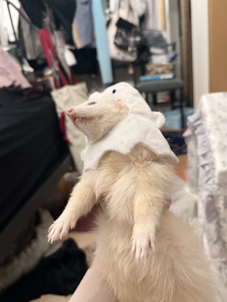 てちてちモンスター ドラコ tweet media