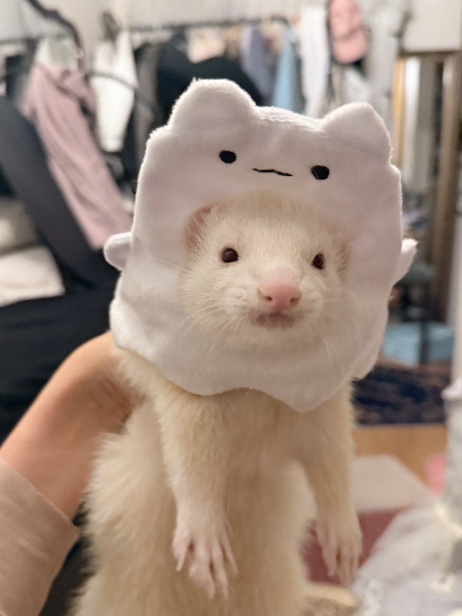 てちてちモンスター ドラコ tweet media