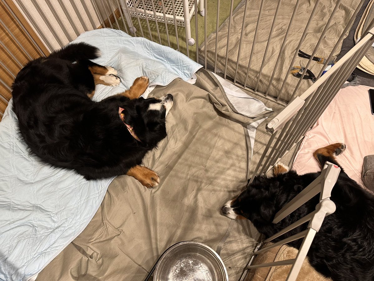 みにまむ tweet media