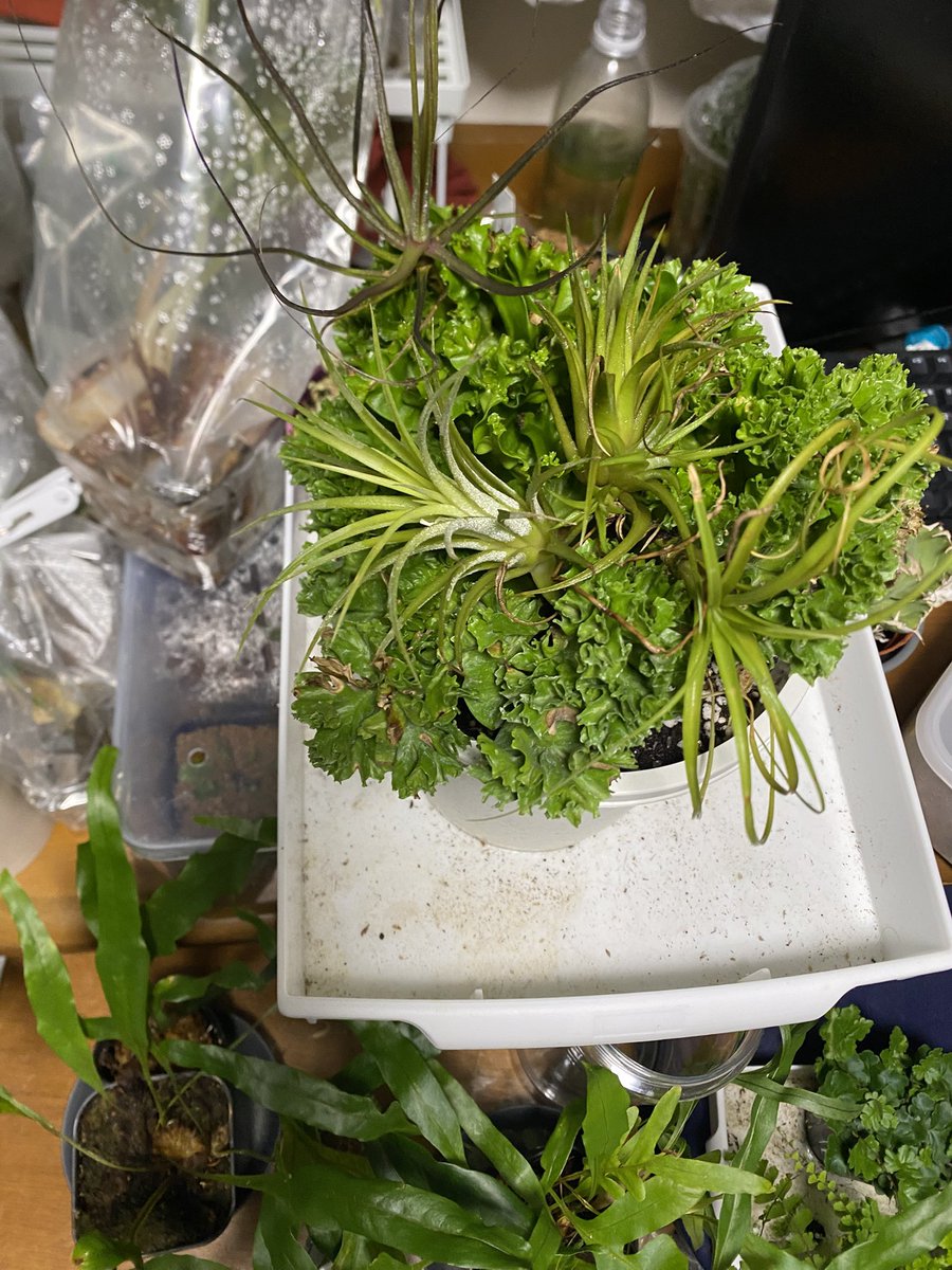 ムーアヒロキングキングモドゥキ tweet media