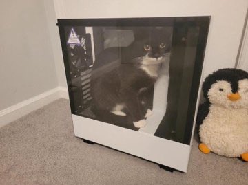 popular cat post tweet media