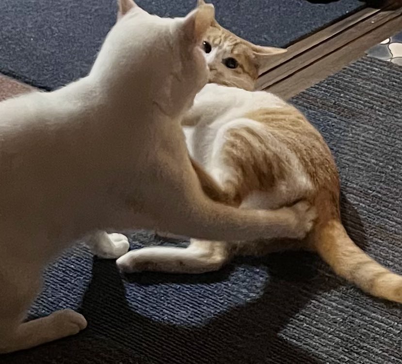 ジョーは犬&猫と共に古民家で暮らしている tweet media