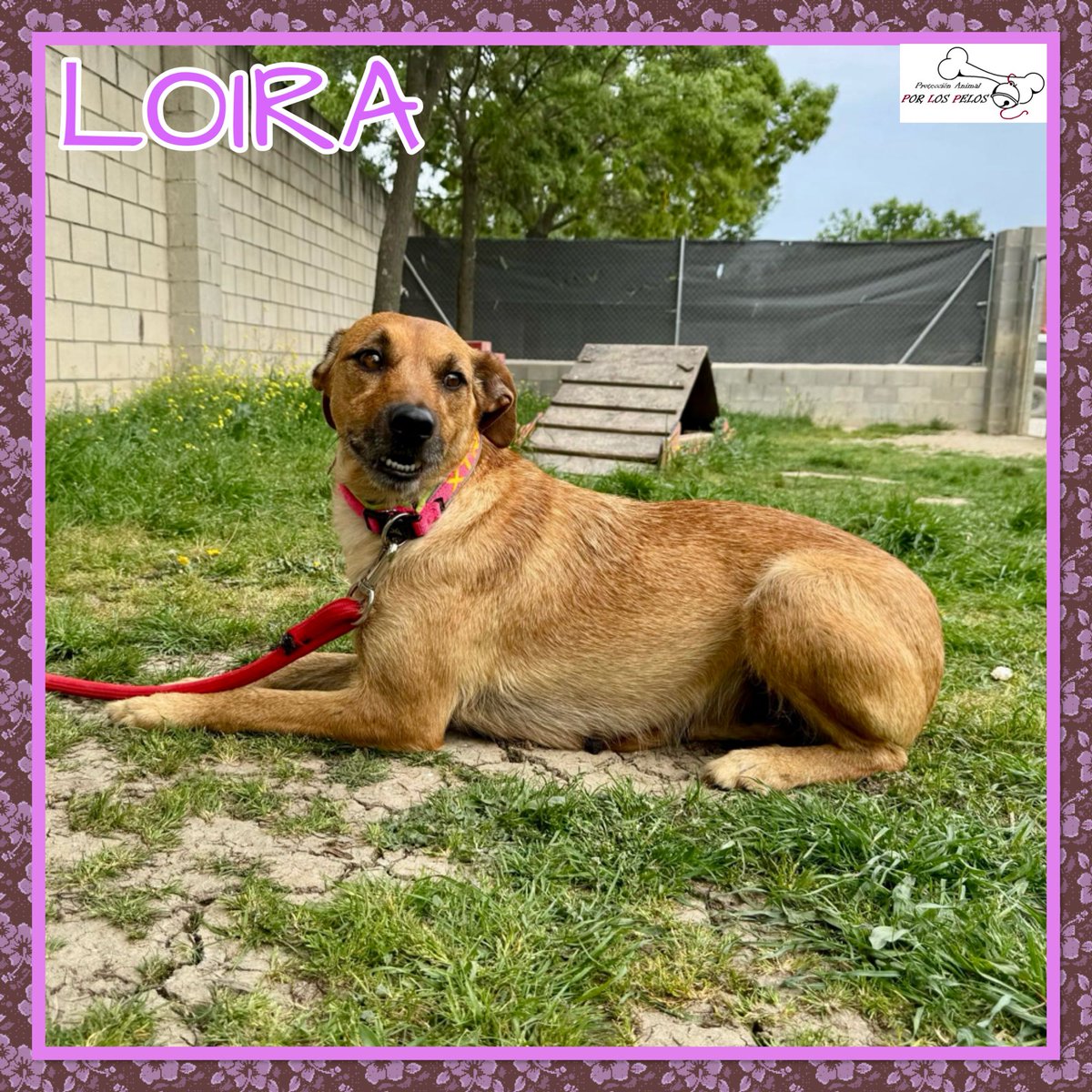 𝐏𝐎𝐑 𝐋𝐎𝐒 𝐏𝐄𝐋𝐎𝐒 tweet media