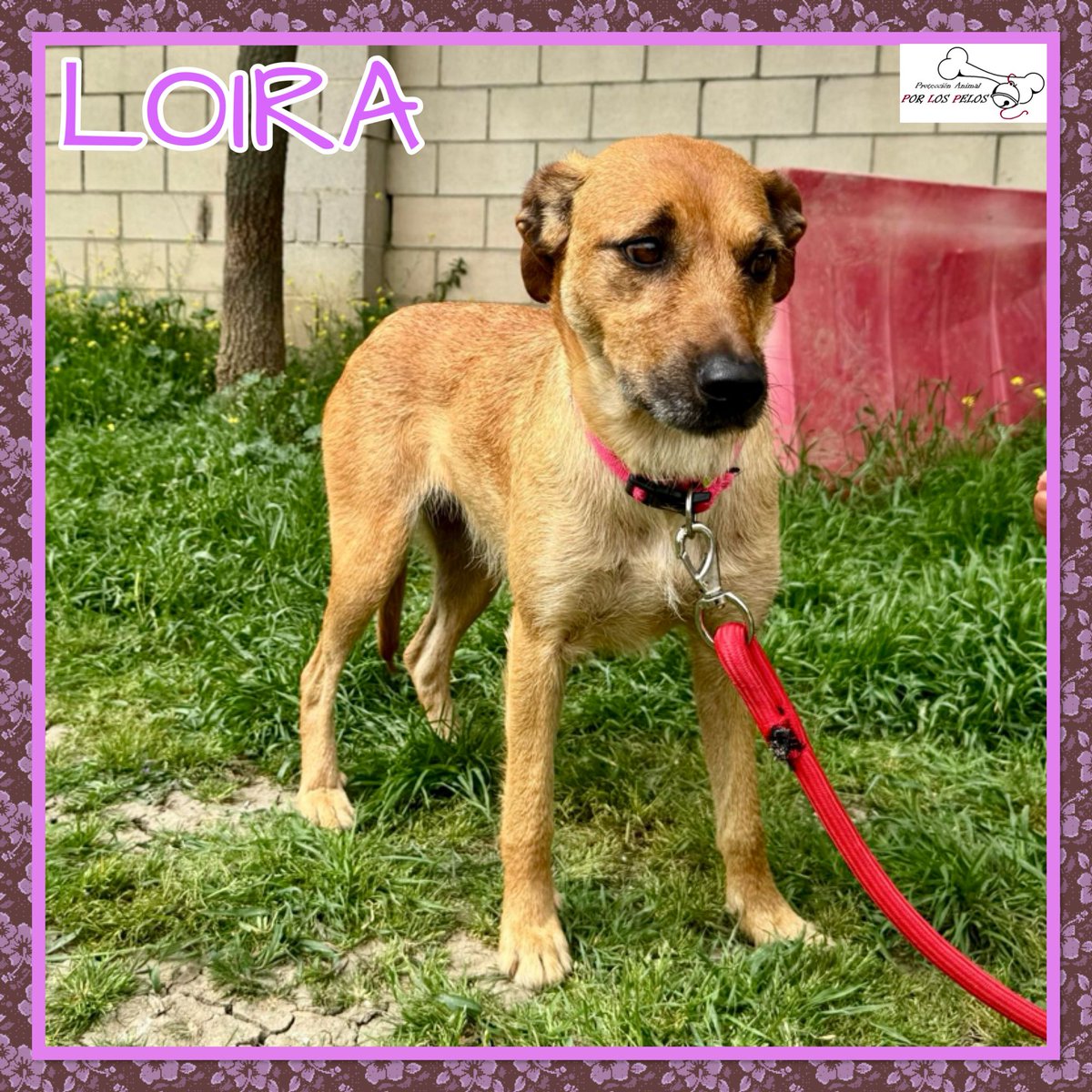 𝐏𝐎𝐑 𝐋𝐎𝐒 𝐏𝐄𝐋𝐎𝐒 tweet media