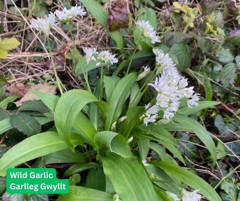 Torfaen Council 🏴󠁧󠁢󠁷󠁬󠁳󠁿🇺🇦 tweet media