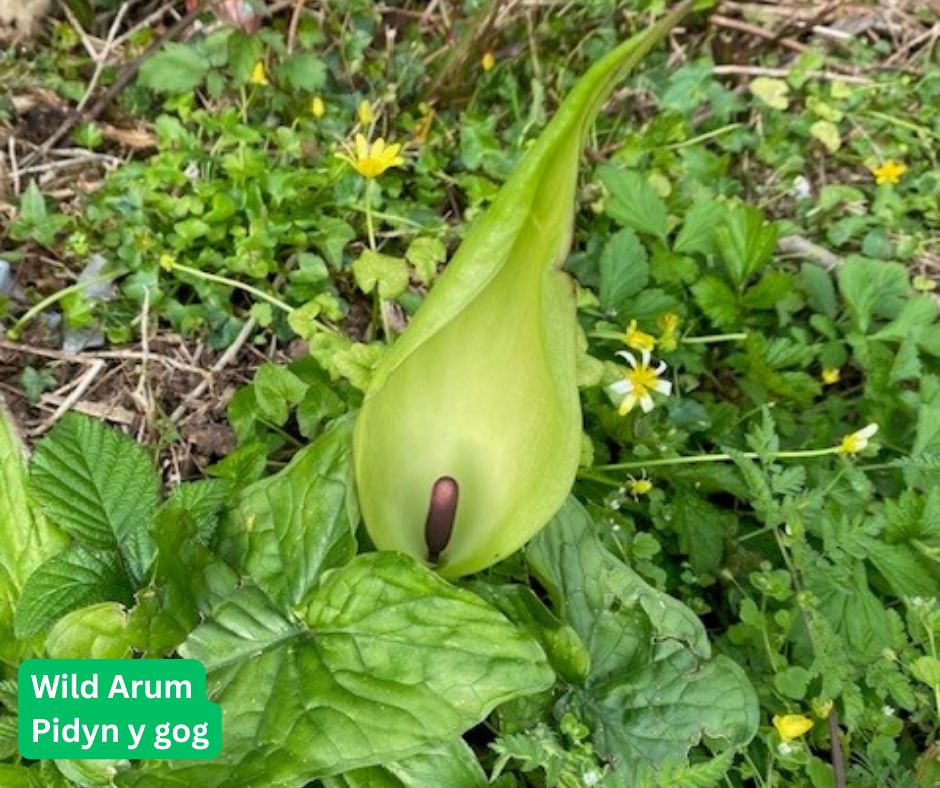 Torfaen Council 🏴󠁧󠁢󠁷󠁬󠁳󠁿🇺🇦 tweet media