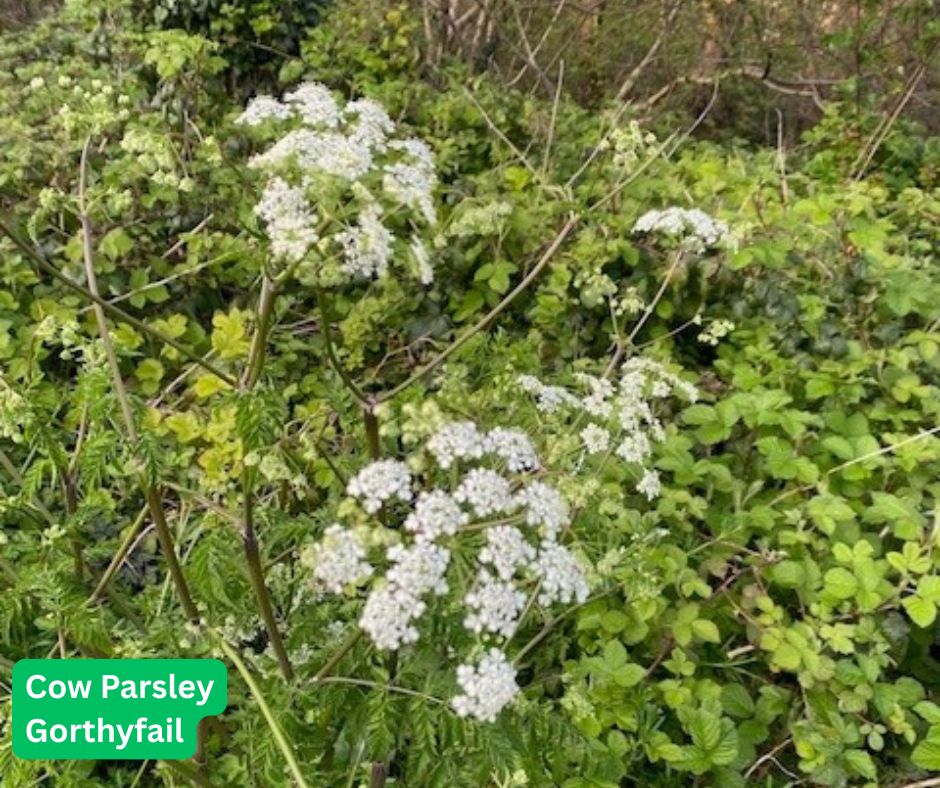 Torfaen Council 🏴󠁧󠁢󠁷󠁬󠁳󠁿🇺🇦 tweet media