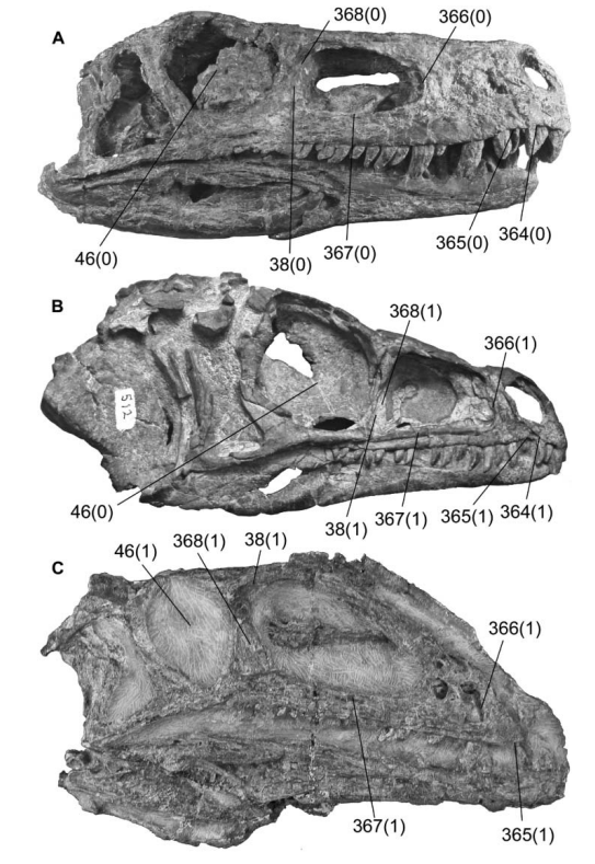Guanlong_wucaii's tweet photo. "A new early dinosaur (Saurischia: Sauropodomorpha) from the Late Triassic of Argentina: a reassessment of dinosaur origin and phylogeny"
(MD Ezcurra, 2010)

後期三畳紀の南米(アルゼンチン)産の基盤的な恐竜
A.ヘレラサウルス
B.エオラプトル
C.ズパイサウルス
https://t.co/g1qmzVyZer https://t.co/etjUYFvKgk