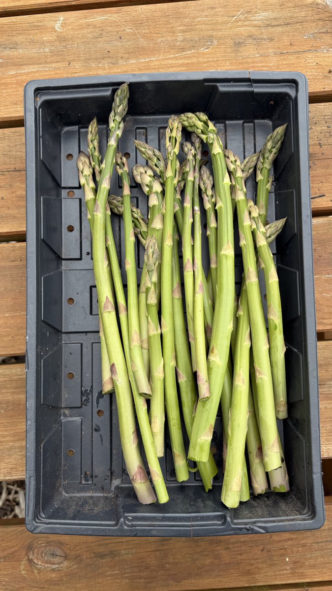 EwanO's tweet image. My first asparagus crop! Crowns planted in April 2024 and harvested for the first time today #allotment