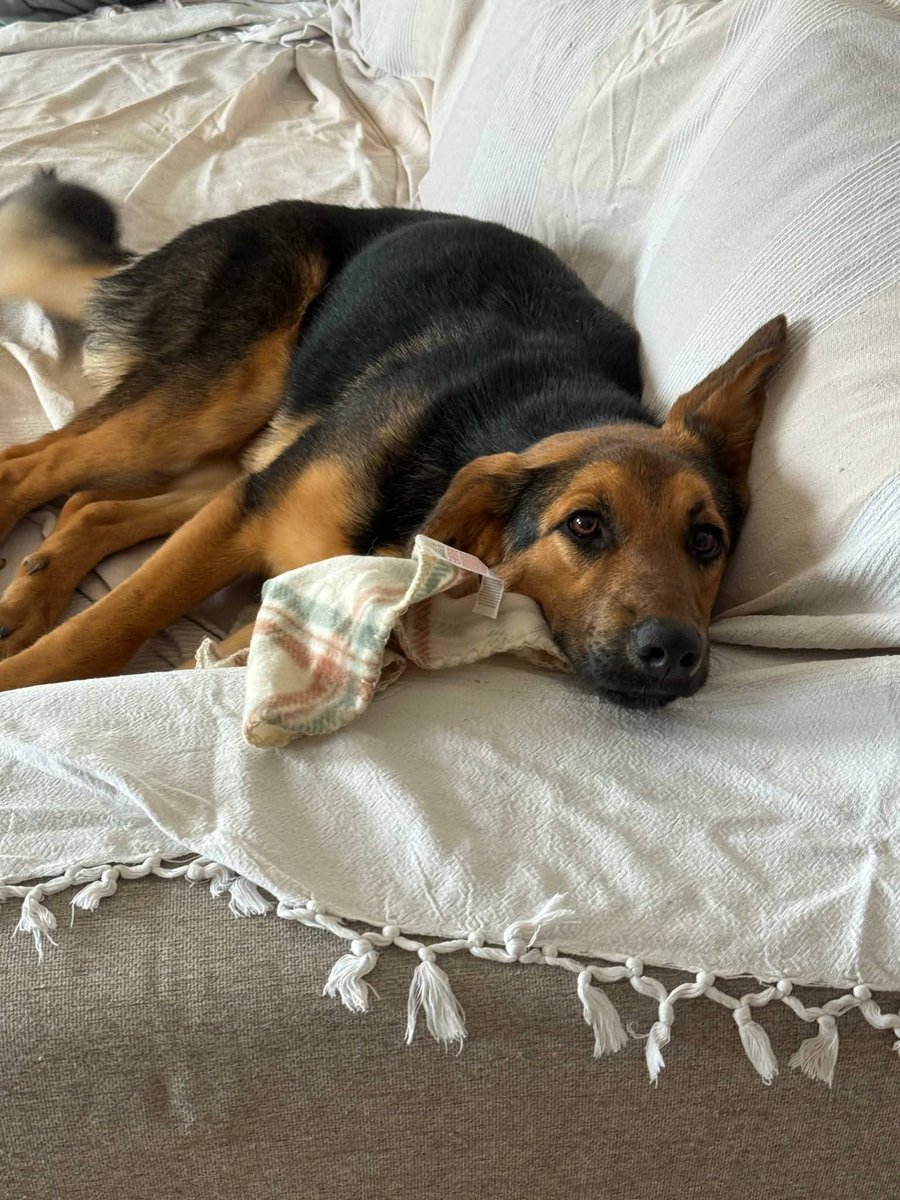 Vesna-Eli-Fifi ❤️
Naša troimena devojka je čekala više od pet meseci da bude nečija. 
Čekanje se isplatilo i sada je postala ravnopravni član porodice i zove se Eli. 
Kažu udomitelji da se u stanu ponaša kao da je tu rođena. Pas od blizu 20kg se ponaša kao prava dama sa manirima.