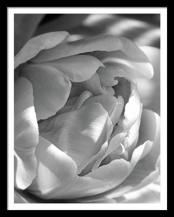 HurmerintaArt's tweet image. A wonderful, curly tulip opening up in the garden.

#wallart #tulip #flowers #photography #bestgiftideas #artistmade #blackandwhite