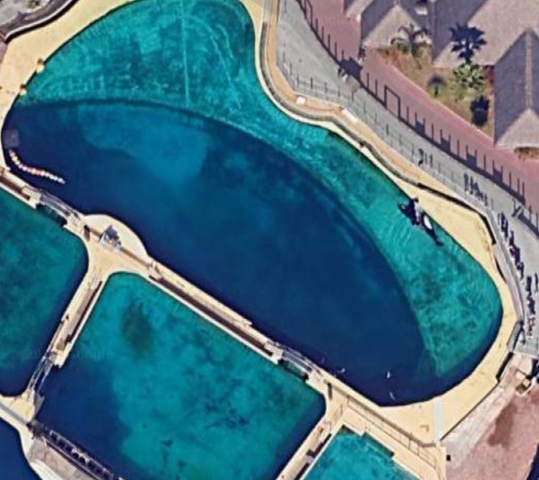 DPiratenbraut's tweet image. Die beiden Orcas in Frankreichs geschlossener Walshow vegetieren übrigens immer noch vor sich hin.
Geht doch da mal protestieren
#Timmy #Hope
delphinschutz.org/news-delfinari…