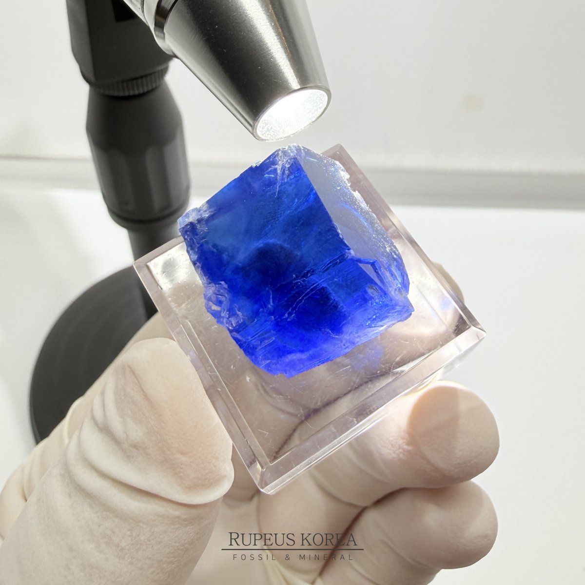 루페우스 Rupeus korea tweet media