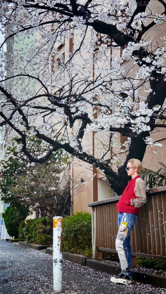 大队🇯🇵会刊vol.27，金钟云单人部分扫图【9】
最后一张，留给樱花树下的小猫咪。小咪solo顺利，越走越好🫳🐈‍⬛
#예성 #YESUNG 
#艺声 #イェソン