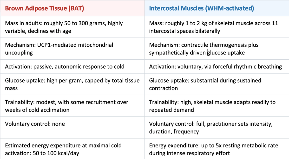 jnasr's tweet photo. @Iceman_Hof has less brown fat than you do. His cold tolerance comes from trainable muscles, not brown fat. Nobody has tested what that means for cancer metabolism. We are. 
https://t.co/6yW6YS0GJa https://t.co/oXdjPZQdW4