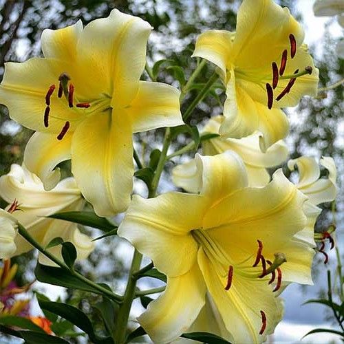 mireya starkenberg tweet media