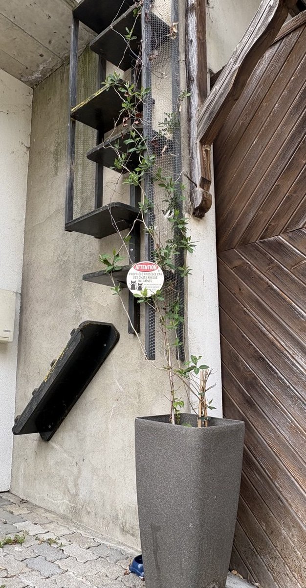 Cheekoh🇨🇭 tweet media