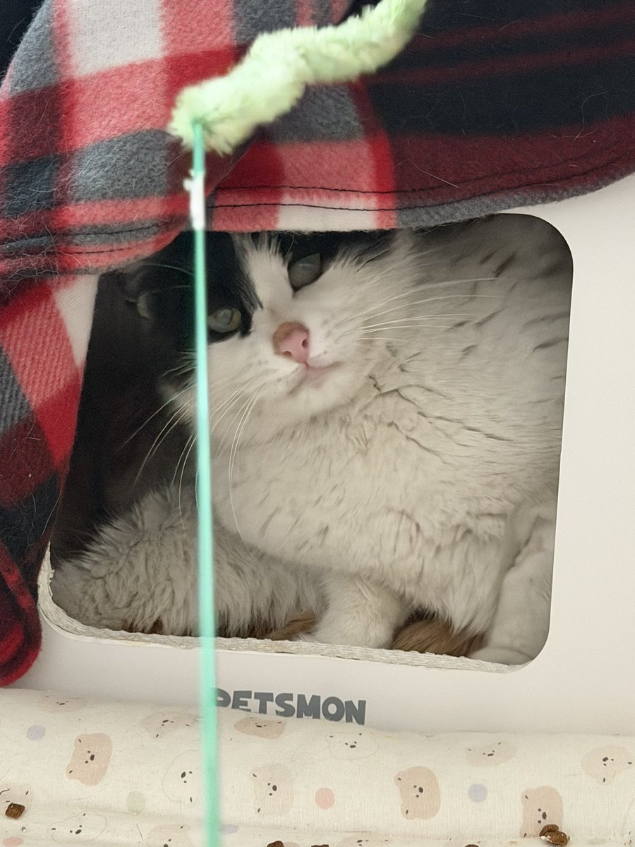 째앙금 tweet media