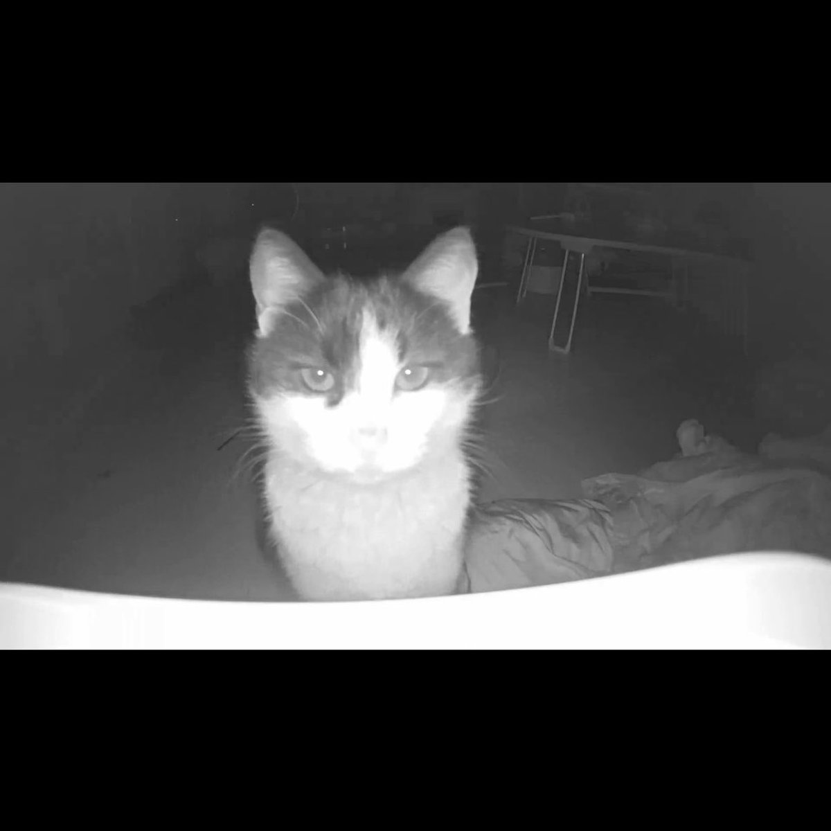 째앙금 tweet media