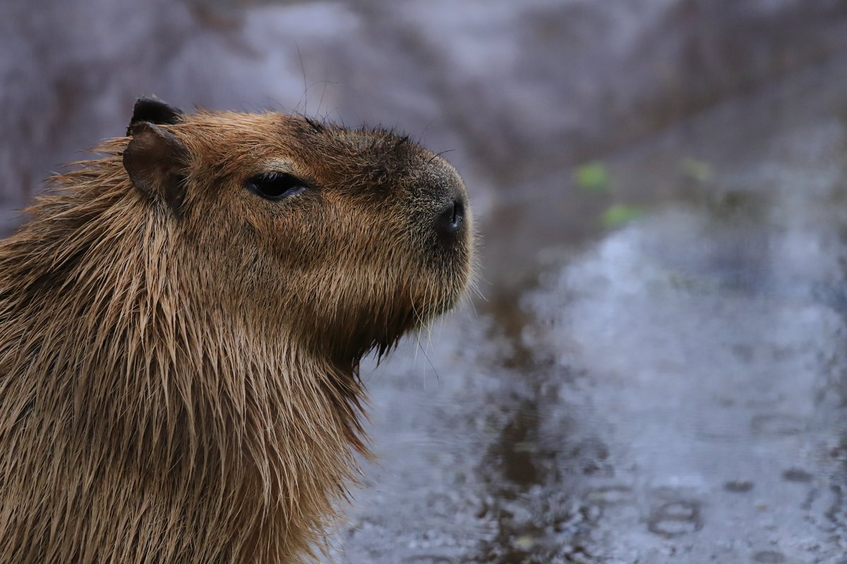 echo of rain. #capybara 
#カピバラ #井の頭自然文化園 #吉祥寺