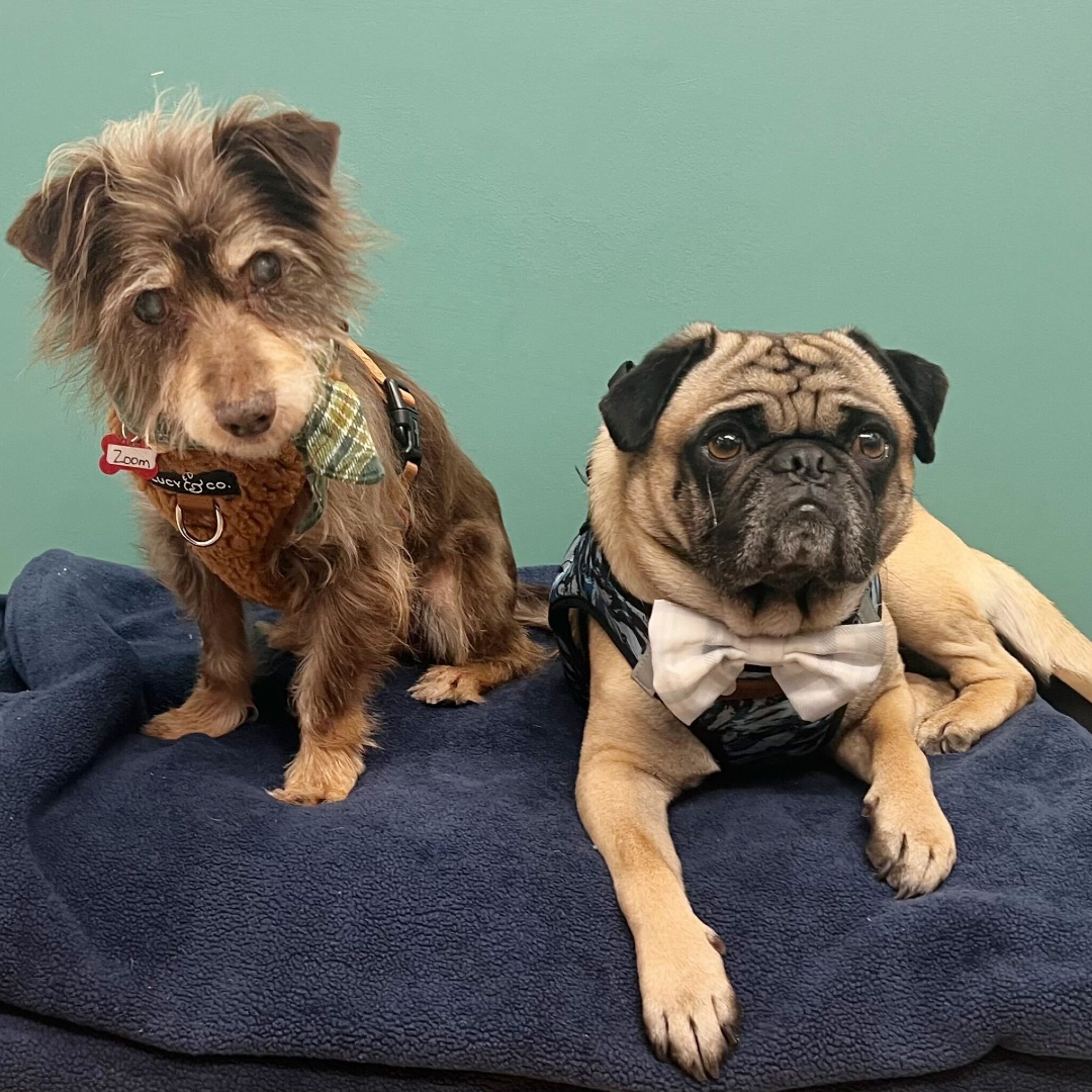 Muttville Senior Dog Rescue, San Francisco tweet media