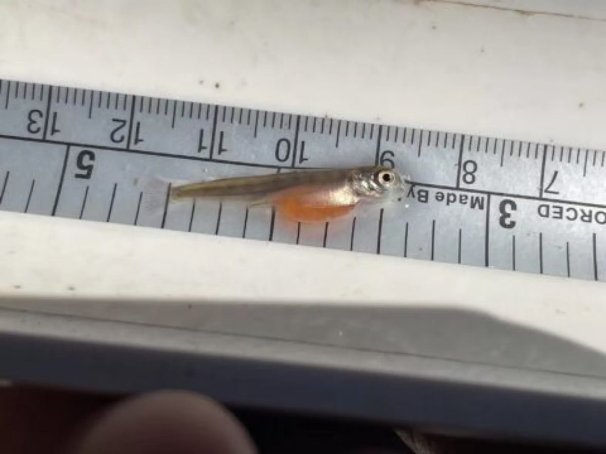 After big dams on the upper Klamath River in far northern CA were removed in 2024, Chinook (king) salmon migrated upstream for the first time in 100+ years--and now they have hatched.