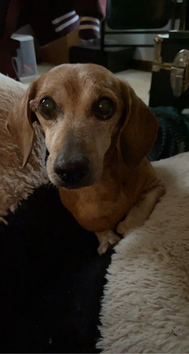 _marynobbs's tweet photo. @slater57649 Looks like my childhood dog. From 4 years old to 19 years old, he was my best friend 🫶🏻 https://t.co/KEpInhhJcj
