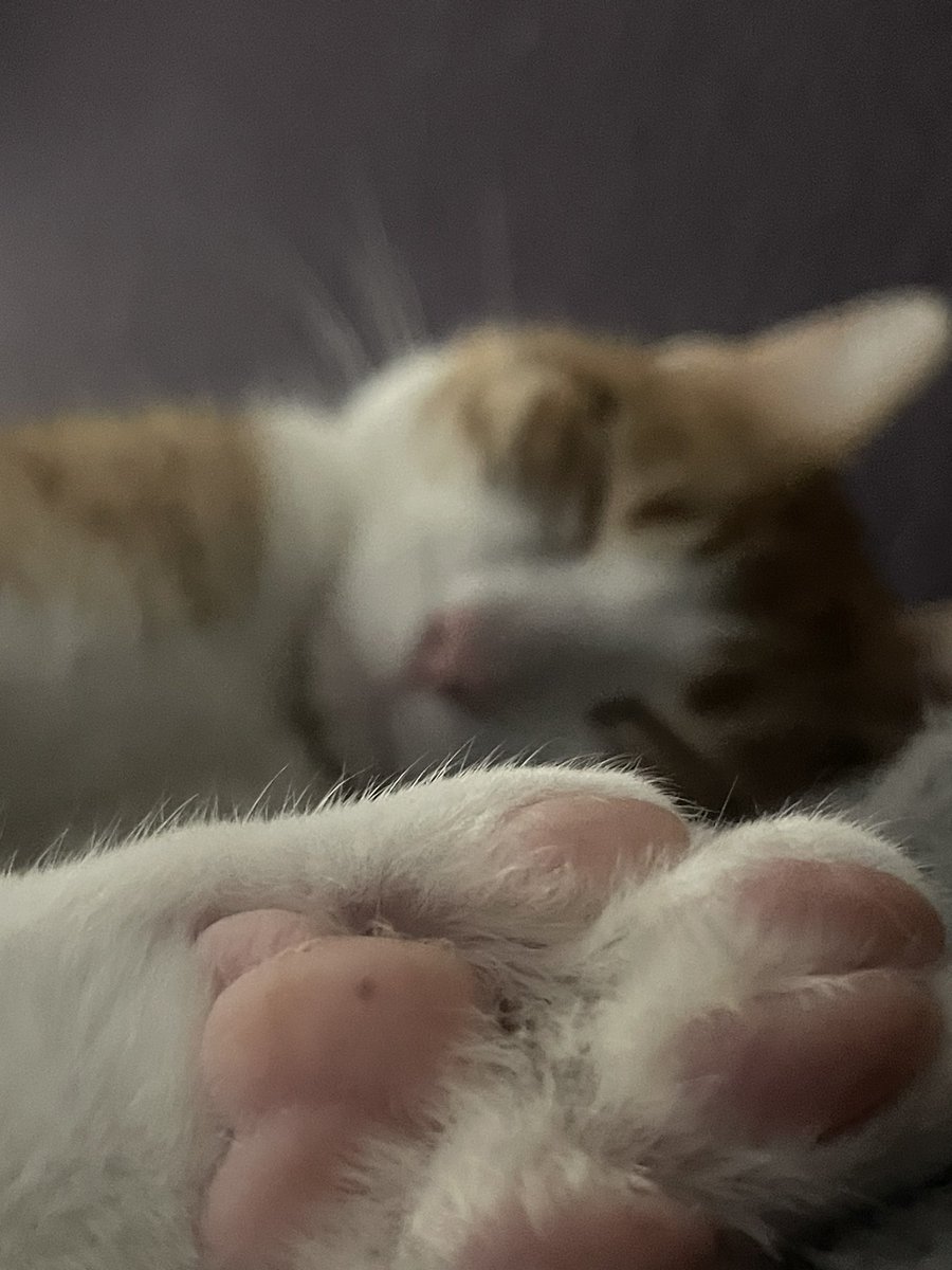 the yogurt man tweet media