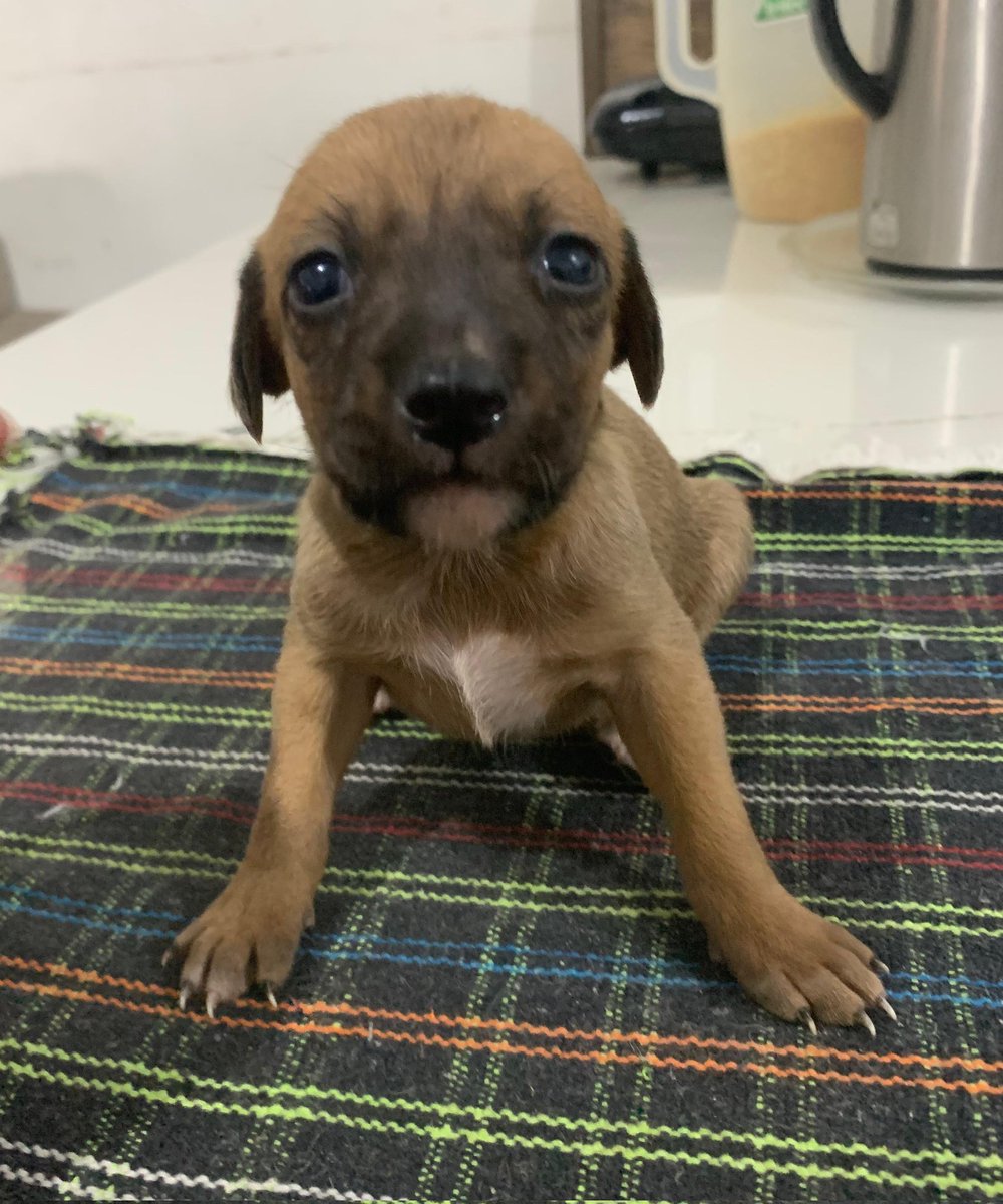 jurídico victoria arrombacacete tweet media