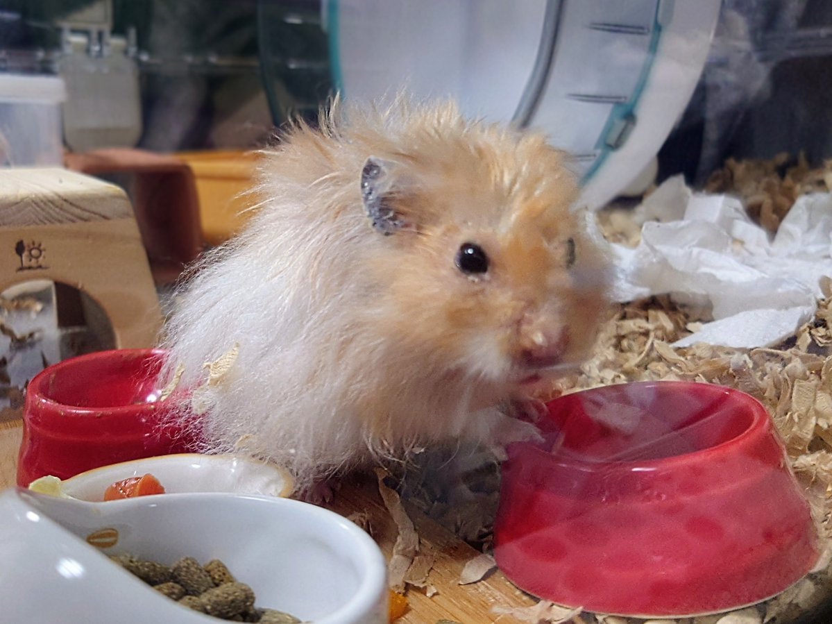 しばとら@ハム垢 tweet media