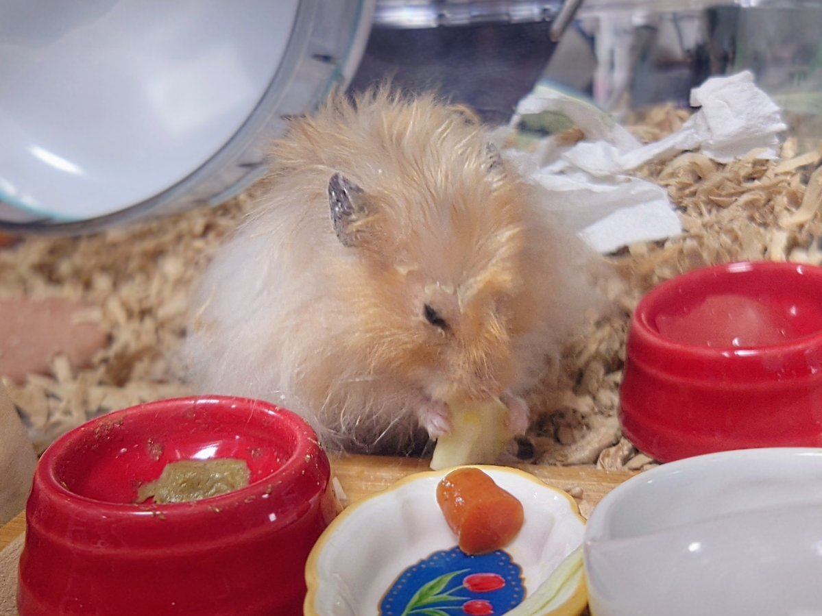 しばとら@ハム垢 tweet media