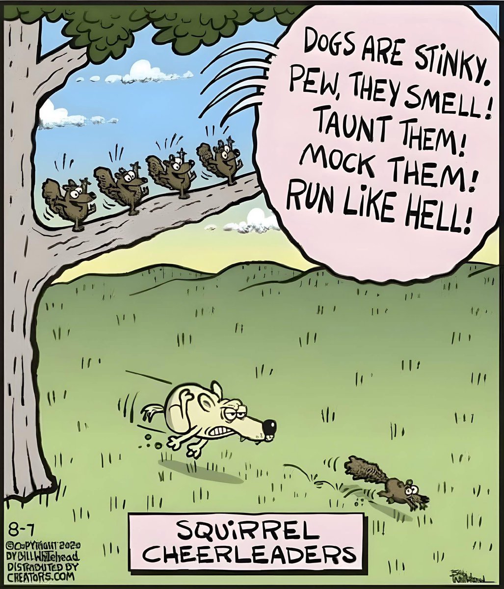 carolward5064's tweet image. One for the fur pals! 😂
#dogsoftwitter #dogsofx