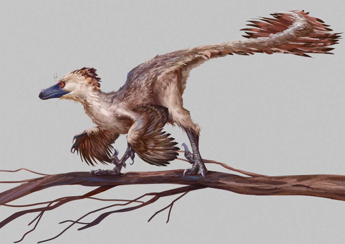 Crapo_Boy tweet media